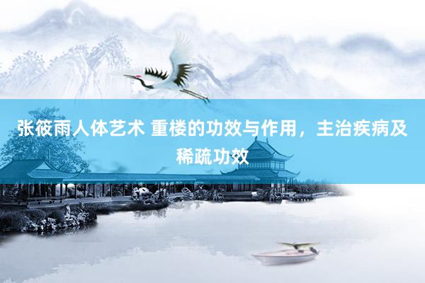 张筱雨人体艺术 重楼的功效与作用，主治疾病及稀疏功效