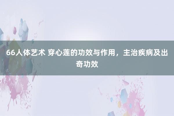 66人体艺术 穿心莲的功效与作用，主治疾病及出奇功效