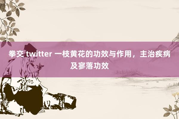 拳交 twitter 一枝黄花的功效与作用，主治疾病及寥落功效
